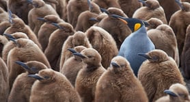 Brightly-coloured Emperor penguin surrounded by dull brown chicks
